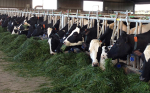 Spirulina Supplementation on Milk Quality of Dairy Cows